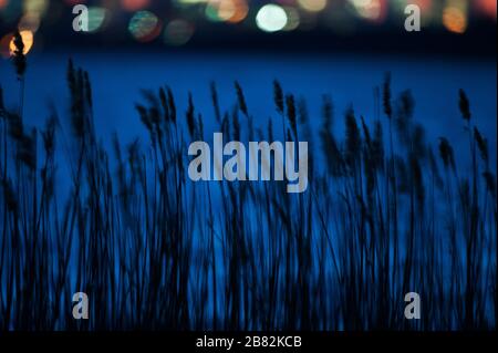Les roseaux de Phragmites et les lumières de la ville la nuit Banque D'Images