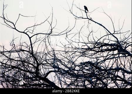 Silhouette de rapateur perchée dans des branches d'arbre enchevêtrées Banque D'Images