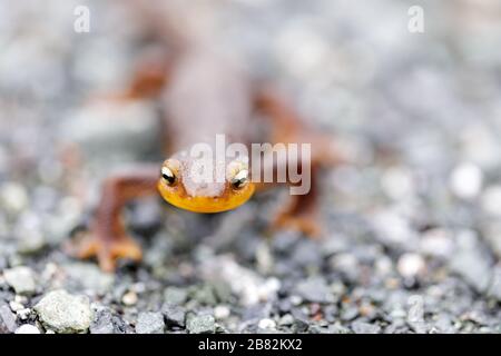 Orientation sélective de California Newt approchant Banque D'Images