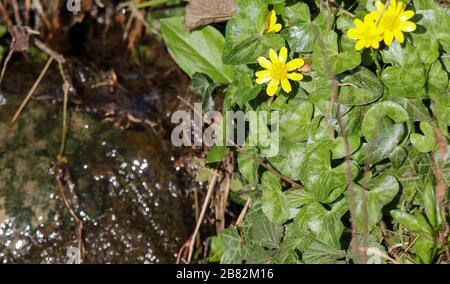 Broadwater, Canal de Lagan, Moira, Co Antrim. 19 mars 2020. Une agréable journée de printemps ensoleillée sur l'ancien canal de Lagan malgré la douche étrange. Fleurs de printemps jaunes, Lesser Celandine (Ficaria Verna), membre de la famille des buttercup, dans un soleil brillant le long d'un petit ruisseau. Crédit: David Hunter/Alay Live News Banque D'Images