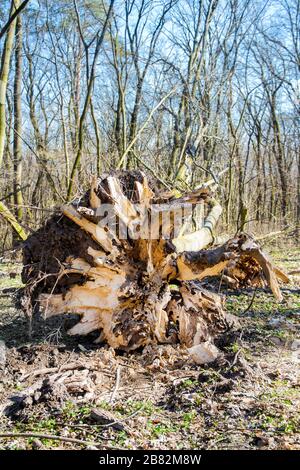 Fallen Oak tree forest au printemps avec des racines dans l'avant-plan Banque D'Images