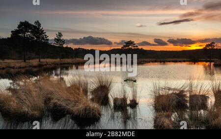 AX Pond Churt Common Surrey Angleterre Royaume-Uni faune drangonflies serpents herbacées terre basse Heath habbitat Réserve naturelle locale , zone spécialement protégée Banque D'Images