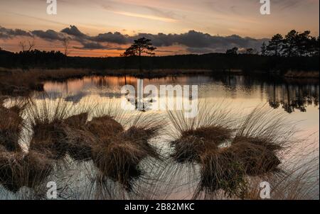 AX Pond Churt Common Surrey Angleterre Royaume-Uni faune drangonflies serpents herbacées terre basse Heath habbitat Réserve naturelle locale , zone spécialement protégée Banque D'Images