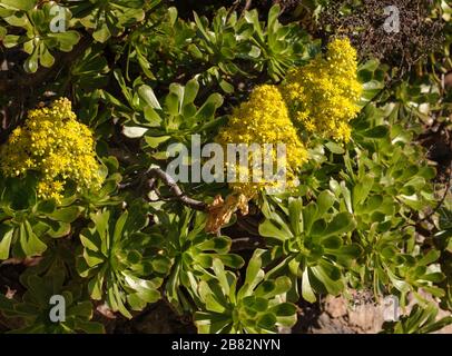 Eonium arboreum ssp. Holochrysum Banque D'Images