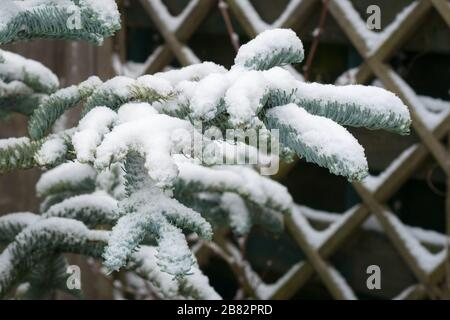 Branches et aiguilles bleues de Noble Fir (Abies procera) sous une couche de neige. Banque D'Images