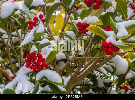 Skimmia japonica Redruth - Grande plante dans la neige avec baies rouges Banque D'Images