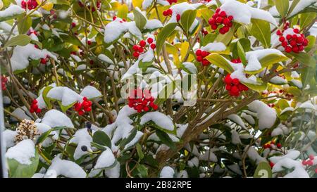 Skimmia japonica Redruth - Grande plante dans la neige avec baies rouges Banque D'Images