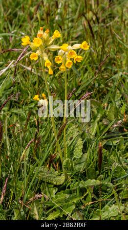 Uppark West Sussex 18th House et Gradens prairies de fleurs sauvages idéales pour les enfants Banque D'Images