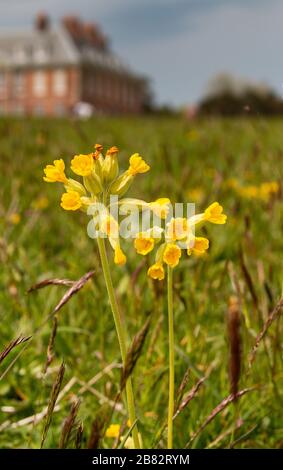 Uppark West Sussex 18th House et Gradens prairies de fleurs sauvages idéales pour les enfants Banque D'Images