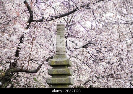 WASHINGTON DC, États-Unis — des cerisiers en fleurs en pleine floraison entourent la pagode japonaise le long du Tidal Basin à Washington DC. La lanterne de granit, un cadeau du Japon, se dresse parmi les cerisiers en fleurs, créant une scène pittoresque qui symbolise l'amitié entre les États-Unis et le Japon lors du festival annuel national des cerisiers en fleurs. Banque D'Images