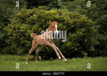 L'arabe pur-sang à un galop, Tyrol, Autriche Banque D'Images