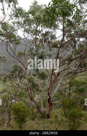 Eucalyptus avec un troupeau de cacatoos blancs à Victoria, en Australie Banque D'Images