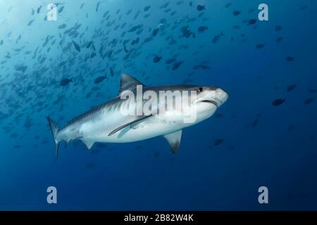 Requin tigre (Galeocerdo cuvier), nage en mer ouverte, Grande barrière de corail, patrimoine mondial de l'UNESCO, Pacifique, Australie Banque D'Images