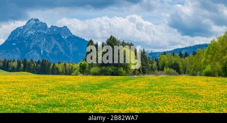 Pissenlit (Taraxacum sect. Ruderalia) au printemps, pré près de Hopfensee, derrière lui le Sauling, 2057 m, Ostallgaeu, Allgaeu, Bavière, Allemagne Banque D'Images