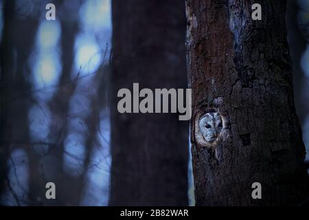 Curieuse tawny chouette qui s'épluche d'une cavité nicheuse dans un arbre creux en forêt Banque D'Images