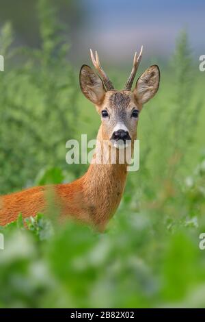 En été, vous pourrez observer les cerfs en buck en regardant par la végétation haute sur la prairie verte Banque D'Images