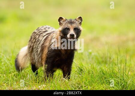 Chien raton attentif sur un pré vert en été depuis la vue de face Banque D'Images