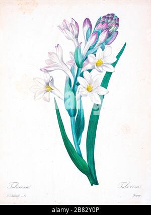 Peinture à la main du XIXe siècle illustration agave amica, anciennement Polianthes tuberosa, les fleurs tuberoses, par Pierre-Joseph Redoute. Publié dans choix des plus belles fleurs, Paris (1827). Par Redouté, Pierre Joseph, 1759-1840.; Chapuis, Jean Baptiste.; Ernest Panckoucke.; Langois, Dr.; Bessin, R.; Victor, fl. CA. 1820-1850. Banque D'Images