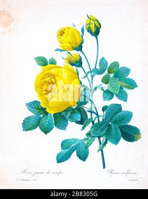 Peinture à la main du XIXe siècle illustration d'une rose de Tory, rose jaune. Rosa sulfurea. Rose Juane de soufre. Par Pierre-Joseph Redoute. Publié dans choix des plus belles fleurs, Paris (1827). Par Redouté, Pierre Joseph, 1759-1840.; Chapuis, Jean Baptiste.; Ernest Panckoucke.; Langois, Dr.; Bessin, R.; Victor, fl. CA. 1820-1850. Banque D'Images