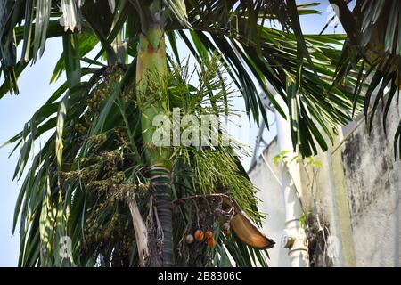 Fleur d'écrou ou de noix de bétel et fruits sur l'arbre. L'écrou d'areca est la graine de la paume d'areca (Areca catechu), qui pousse dans la plupart des tropicaux Banque D'Images