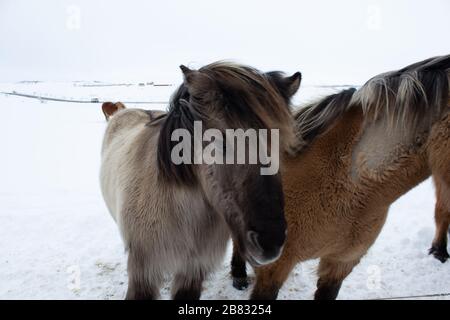 Poney islandais dans la neige, gros plan Banque D'Images