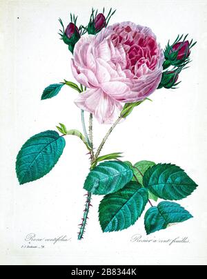 Peinture à la main du XIXe siècle illustration d'une rose de Provence rose, Cabbage rose, rose d'une centaine de pétales. Rosa centifolia. Par Pierre-Joseph Redoute. Publié dans choix des plus belles fleurs, Paris (1827). Par Redouté, Pierre Joseph, 1759-1840.; Chapuis, Jean Baptiste.; Ernest Panckoucke.; Langois, Dr.; Bessin, R.; Victor, fl. CA. 1820-1850. Banque D'Images