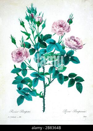 Peinture à la main du XIXe siècle illustration d'un rosier rose rose Rosier pompon. Rosa pomponia. Choix des plus belles fleurs, Paris (1827). Par Redouté, Pierre Joseph, 1759-1840.; Chapuis, Jean Baptiste.; Ernest Panckoucke.; Langois, Dr.; Bessin, R.; Victor, fl. CA. 1820-1850. Banque D'Images