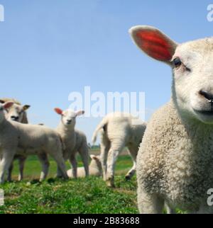 Les moutons regardant la caméra Banque D'Images