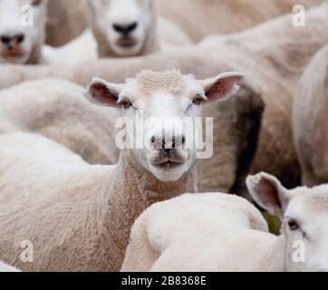 Les moutons regardant la caméra Banque D'Images