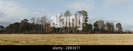 Une petite parcelle de bois près d'un champ agricole, à Saint-Martin-de-Hinx, commune française, située dans le département des Landes et la région de la Nouvelle-Aquitaine. Banque D'Images