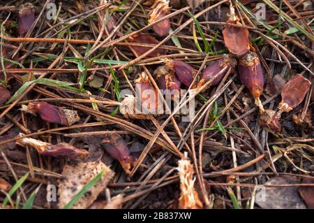 Fond de la forêt avec des écailles de cônes de pin sur le sol, aiguilles . Woodpecker a eu sa propre nourriture Banque D'Images