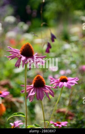 echinacea purpurea,fleur de coneflower pourpre,fleurs,fleur,fleurs,portraits de plantes,vivaces,plan de plantation mixte,bordure mixte,frontières,lit,vivaces,RM Banque D'Images