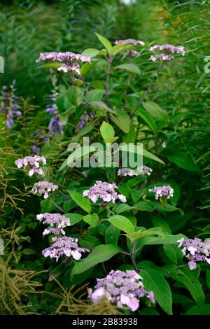 L'Hydrangea aspera,rose,rose,violet, hortensias, fleurs,fleurs,fleurs, fleurs RM Banque D'Images