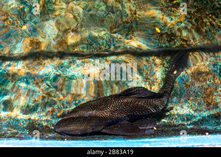 Malé, Maldives - 27 décembre 2019 - poisson-chat Suckermouth Banque D'Images