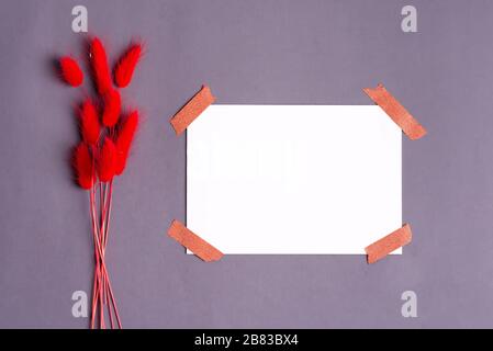 Carte de vœux avec fleurs rouges d'automne douces et sèches Lagurus ovatus herbe et papier sur fond gris foncé. Banque D'Images