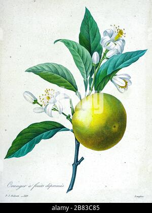 Peinture à la main du XIXe siècle illustration agitant d'une orange douce et orange. (Sinensis d'agrumes) avec fleurs de Pierre-Joseph Redoute. Publié dans choix des plus belles fleurs, Paris (1827). Par Redouté, Pierre Joseph, 1759-1840.; Chapuis, Jean Baptiste.; Ernest Panckoucke.; Langois, Dr.; Bessin, R.; Victor, fl. CA. 1820-1850. Banque D'Images