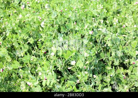 pois verts frais sur une plante de pois dans un jardin Banque D'Images