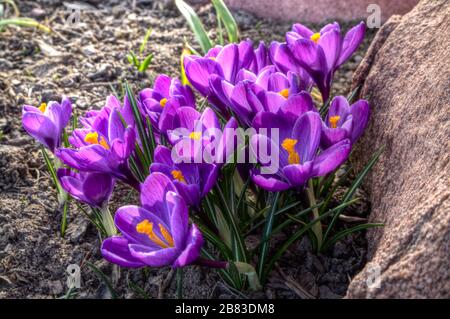 Gros crocus à fleurs hollandais pourpre dans leur fleur de prime Banque D'Images