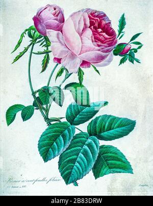 Peinture à la main du XIXe siècle illustration d'une rose de Provence rose, Cabbage rose, rose d'une centaine de pétales. Rosa centifolia. Par Pierre-Joseph Redoute. Publié dans choix des plus belles fleurs, Paris (1827). Par Redouté, Pierre Joseph, 1759-1840.; Chapuis, Jean Baptiste.; Ernest Panckoucke.; Langois, Dr.; Bessin, R.; Victor, fl. CA. 1820-1850. Banque D'Images