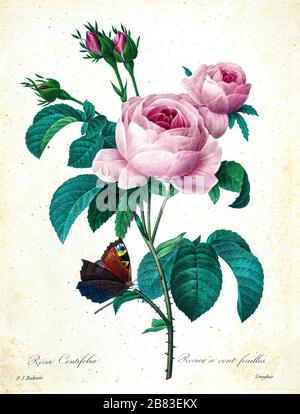 Peinture à la main du XIXe siècle illustration d'une rose de Provence rose, Cabbage rose, rose d'une centaine de pétales. Rosa centifolia. Par Pierre-Joseph Redoute. Publié dans choix des plus belles fleurs, Paris (1827). Par Redouté, Pierre Joseph, 1759-1840.; Chapuis, Jean Baptiste.; Ernest Panckoucke.; Langois, Dr.; Bessin, R.; Victor, fl. CA. 1820-1850. Banque D'Images