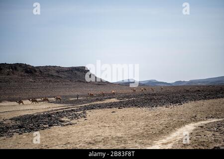 Afrique, Djibouti, Lac Abbe. Une caravane de chameaux traverse le désert près du lac Abbe Banque D'Images