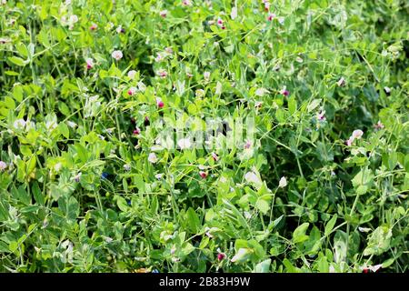 Le champ des gousses de pois verts. Paysage agricole Banque D'Images