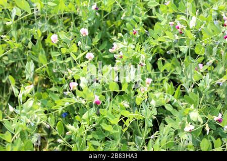 Petits pois fleuris dans le champ et fleurs de pois Banque D'Images