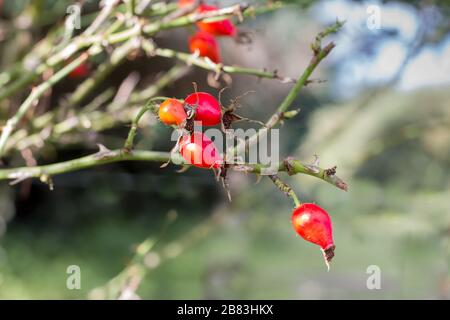 branche avec des fruits de rosehip qui pousse sauvage dans les montagnes argentines Banque D'Images
