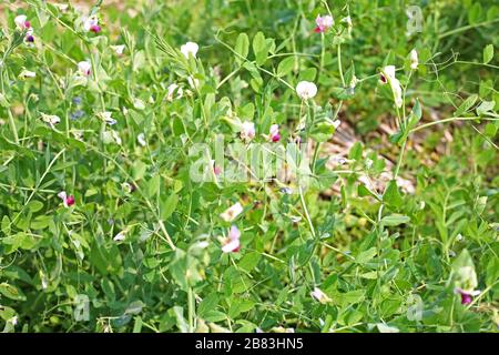 Les cultures de pois verts en croissance dans le jardin de légumes Banque D'Images