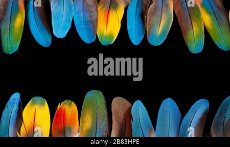 Beauté de la nature. Plumes isolées sur fond noir Banque D'Images