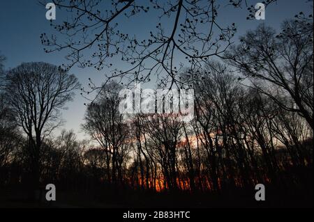 Bourgeonnement des arbres à feuilles caduques au début du printemps Banque D'Images