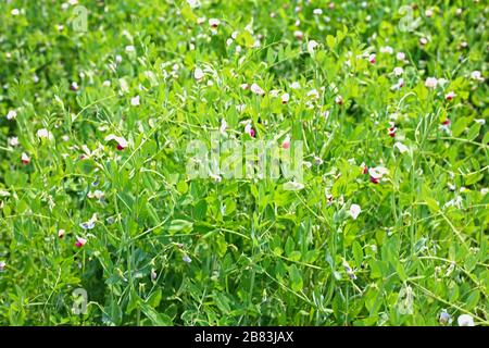 Belles plantes vertes de Peas poussent dans le jardin Banque D'Images