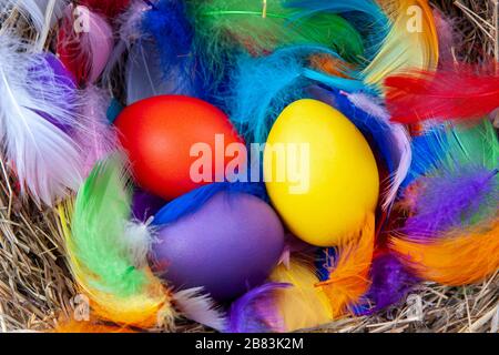 Des œufs colorés multicolores avec des plumes colorées dans un nid avec une note de maquette, vue sur le dessus. Concept pâques. Banque D'Images