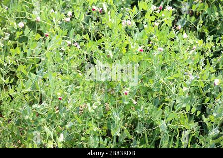 Les plantes vertes de Peas poussent à la ferme Banque D'Images